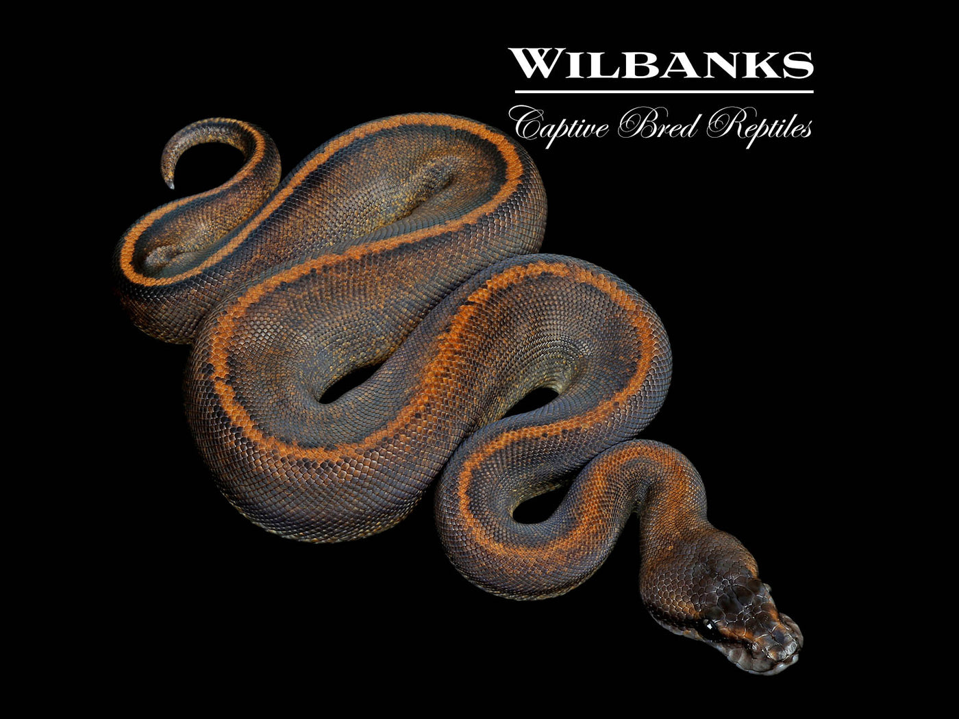 Suma Mystic Ball Python ♂ '25