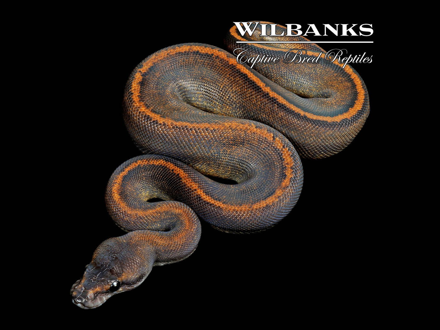 Suma Mystic Ball Python ♂ '25