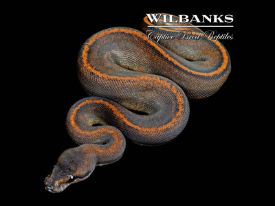 Suma Mystic Ball Python ♂ '25