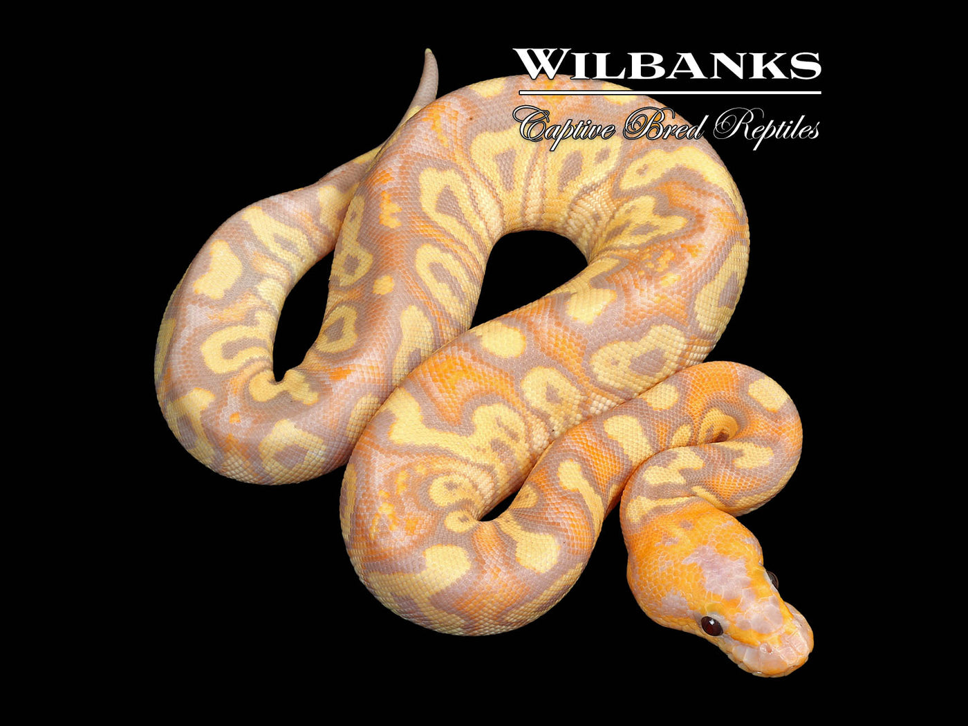 Stranger Banana Clown Ball Python ♀ '25