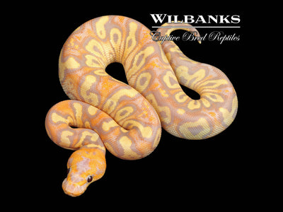 Stranger Banana Clown Ball Python ♀ '25