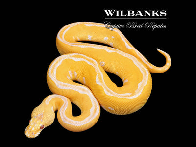 Lavender Leopard Clown Pastel Grail Ball Python ♂ '25