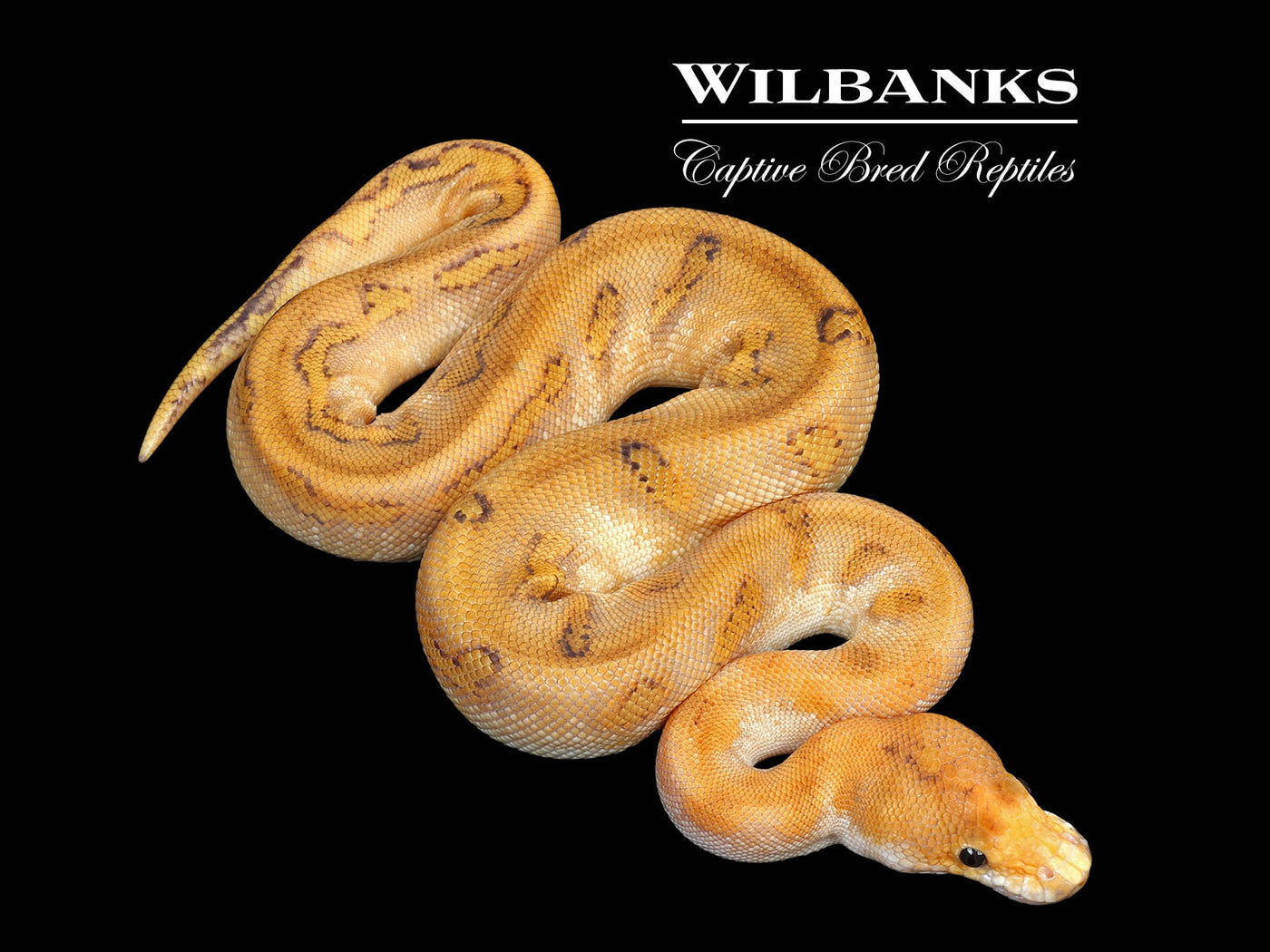 Champagne Enchi Clown Ball Python ♀ '25