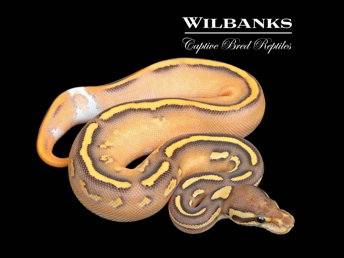 Orange Dream Black Pastel Mojave Fire Yellow Belly Ball Python ♀ '25