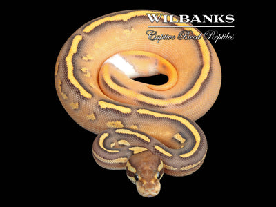 Orange Dream Black Pastel Mojave Fire Yellow Belly Ball Python ♀ '25