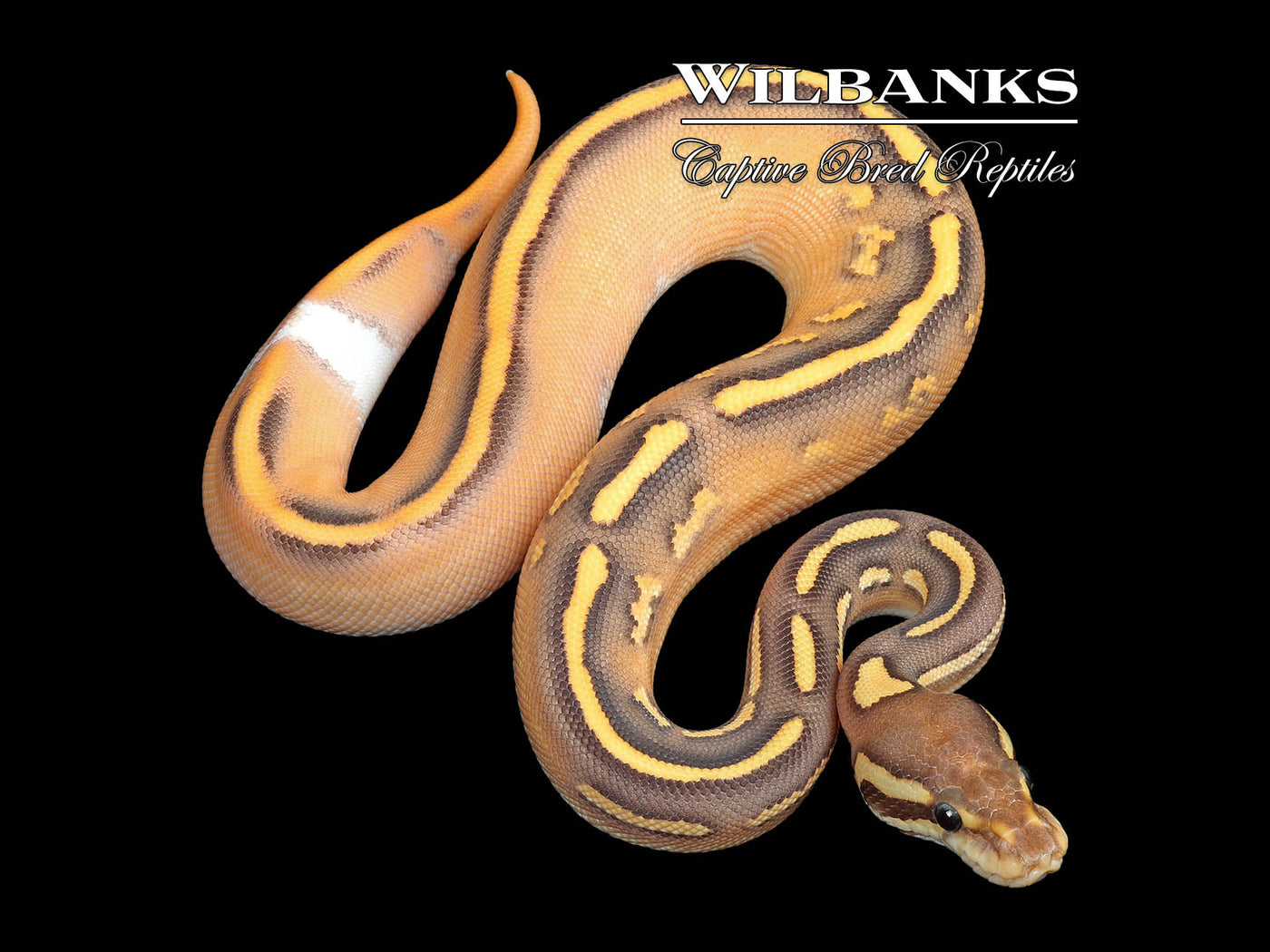 Orange Dream Black Pastel Mojave Fire Yellow Belly Ball Python ♀ '25