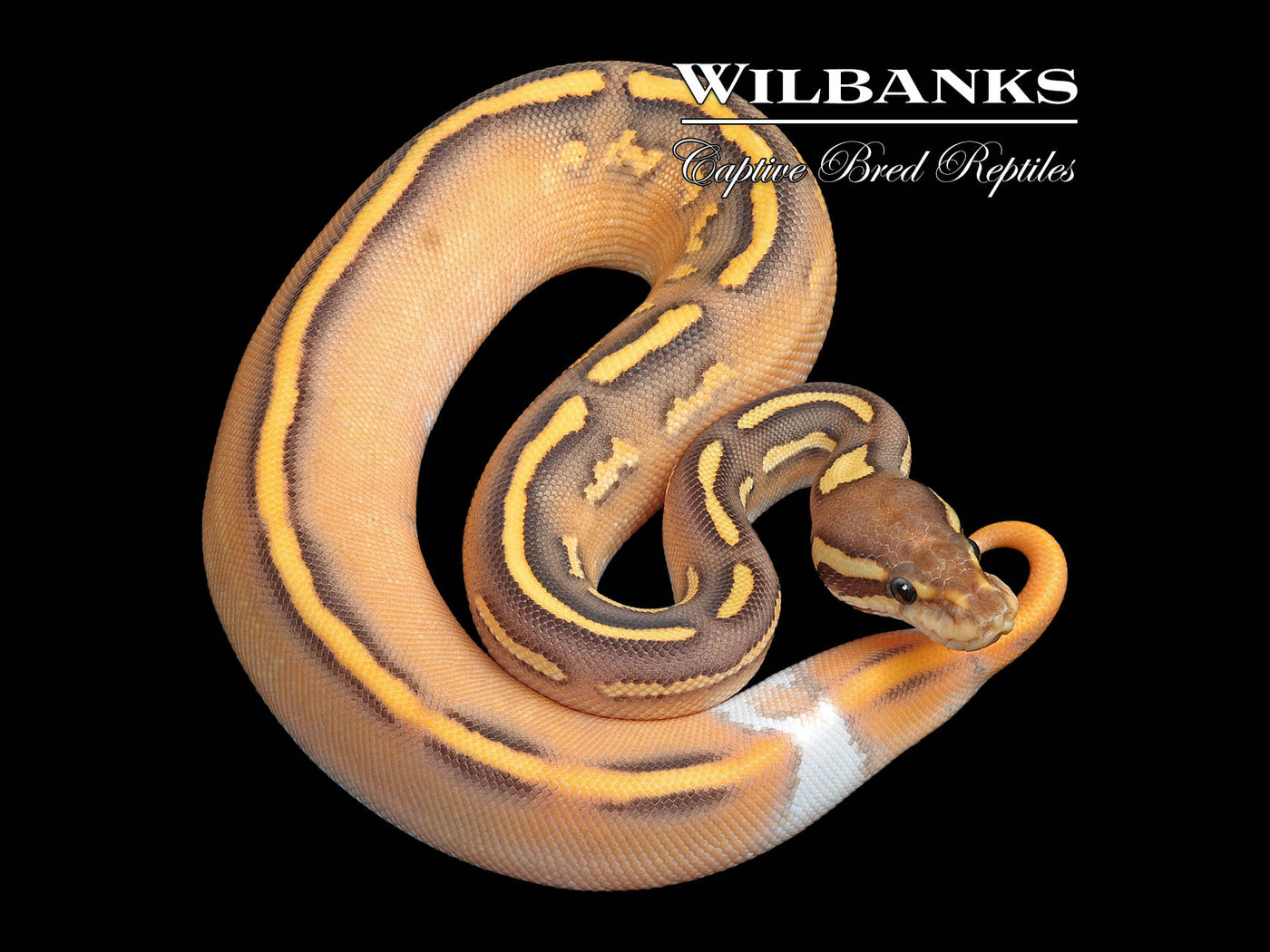 Orange Dream Black Pastel Mojave Fire Yellow Belly Ball Python ♀ '25