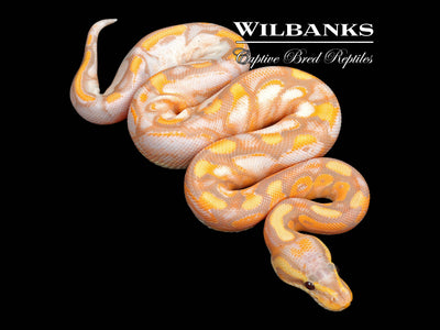 Mango Banana Cinnamon Sugar Enchi Yellow Belly Ball Python ♂ '25
