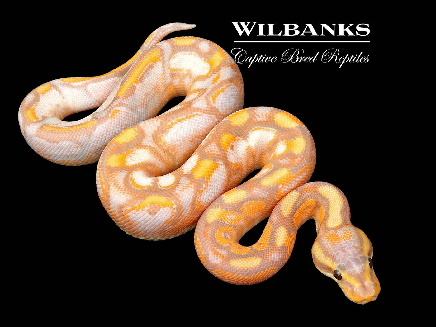 Mango Banana Cinnamon Sugar Enchi Yellow Belly Ball Python ♂ '25