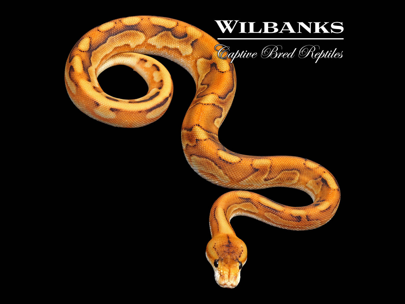 Leopard Champagne Black Pastel Enchi Ball Python ♂ '25