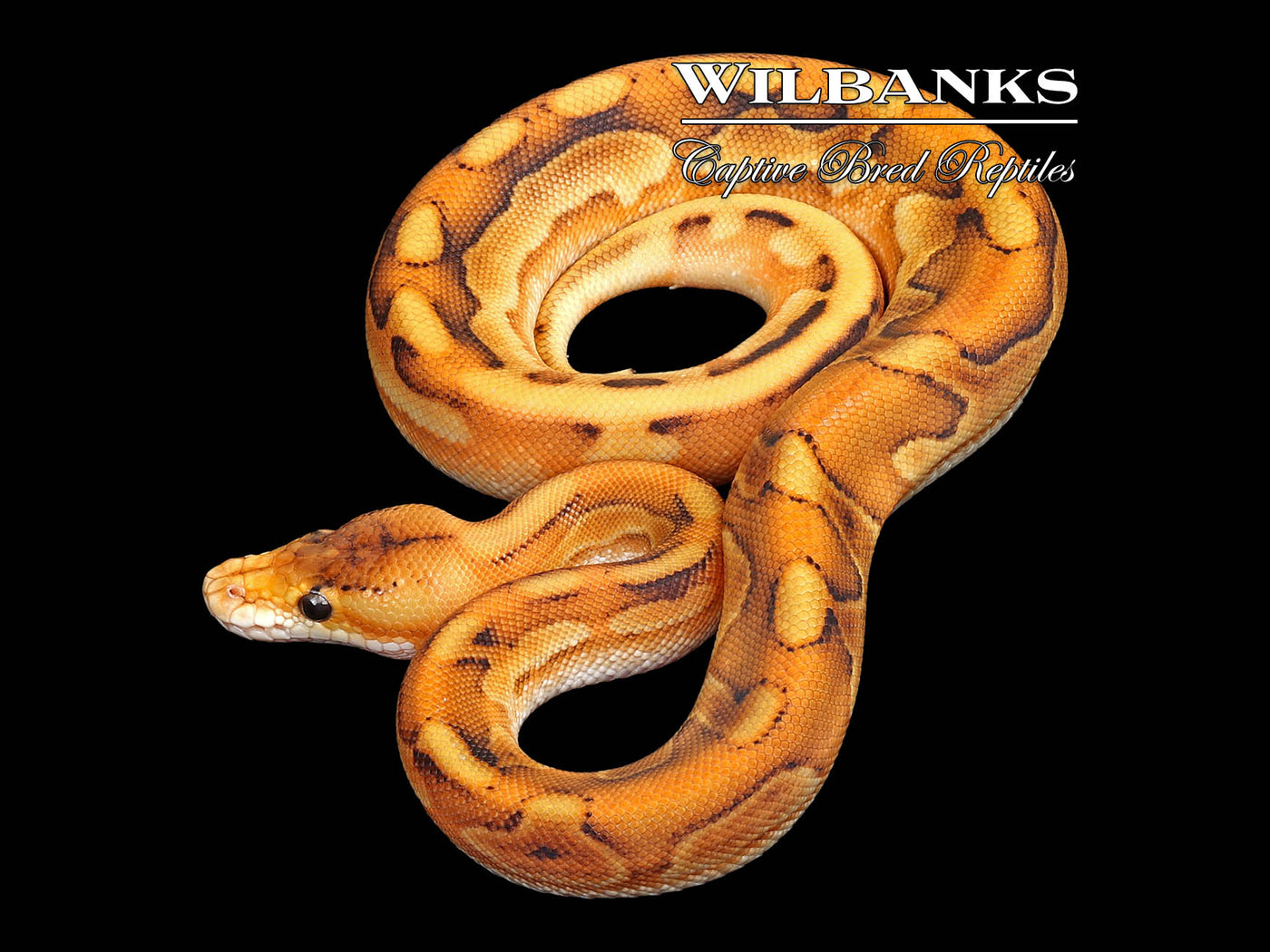 Leopard Champagne Black Pastel Enchi Ball Python ♂ '25