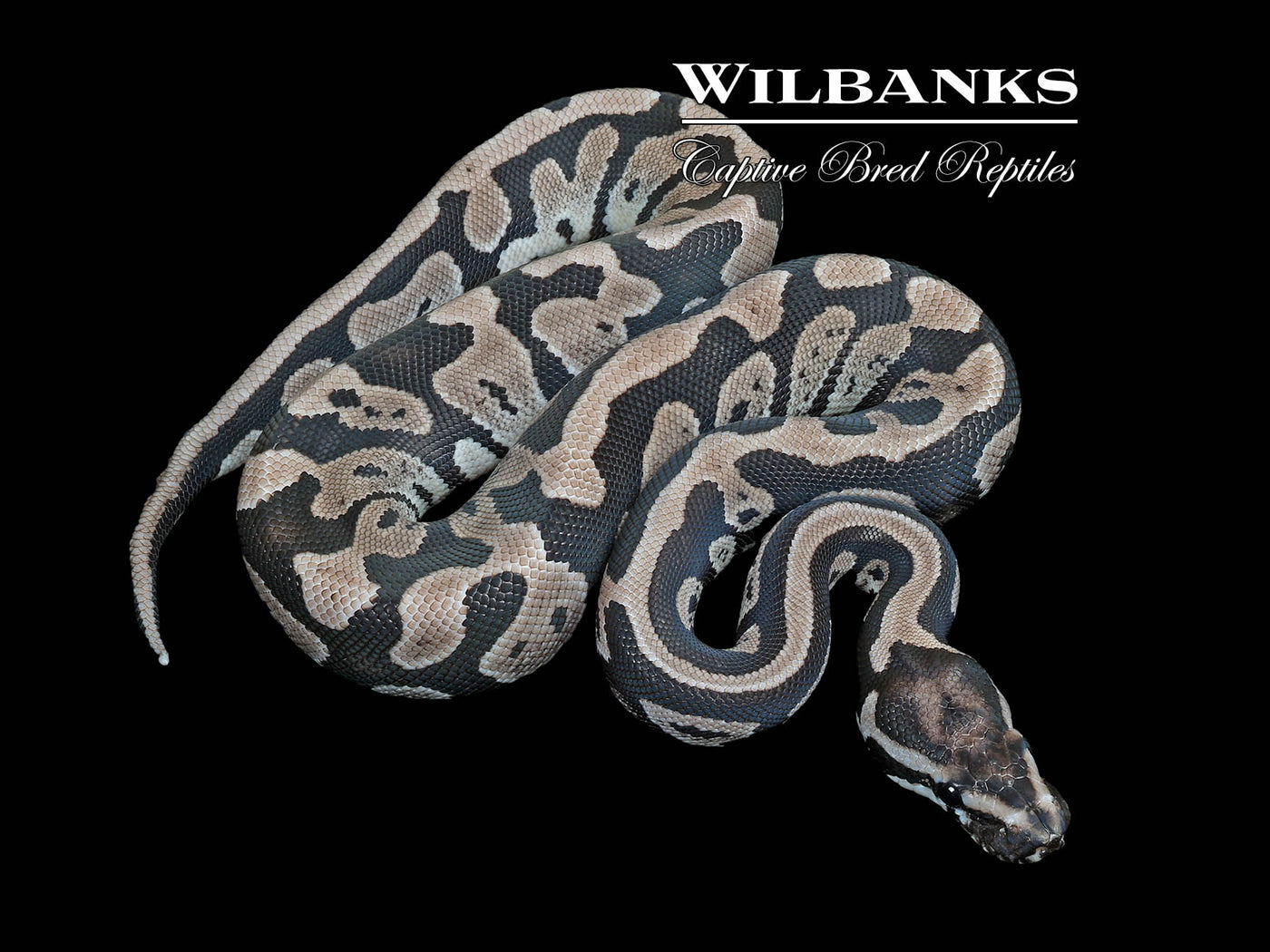 Acid Axanthic (VPI) Ball Python ♀ '25