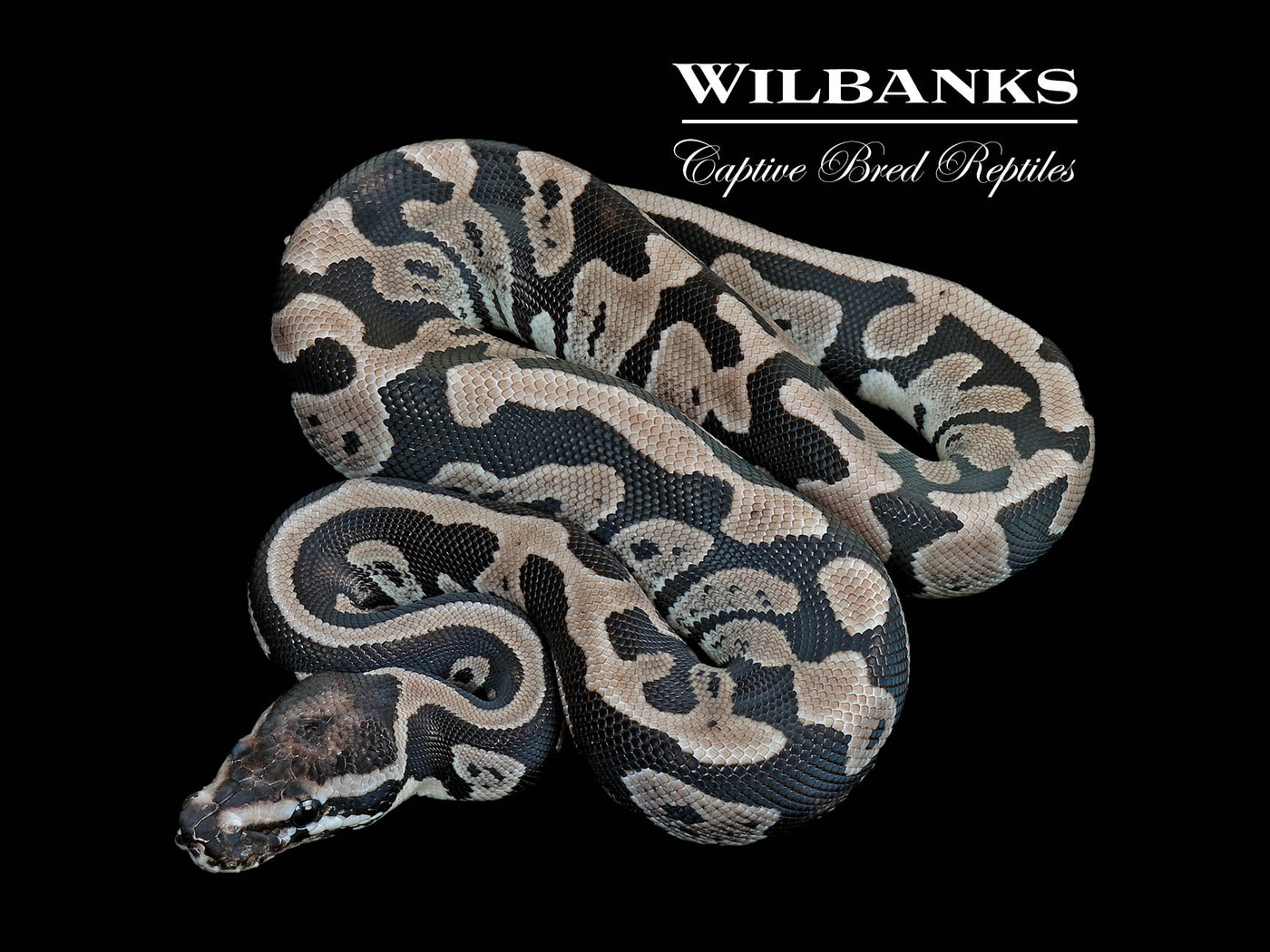 Acid Axanthic (VPI) Ball Python ♀ '25