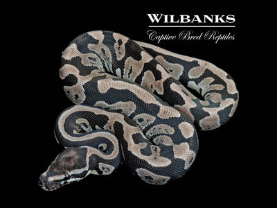 Acid Axanthic (VPI) Ball Python ♀ '25