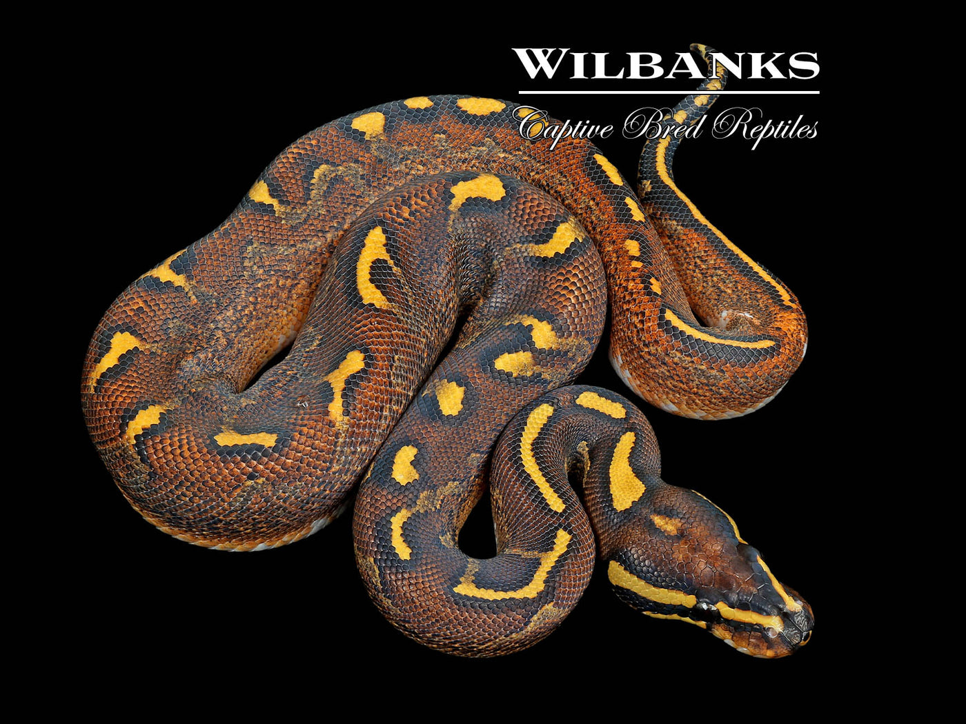 Sugar Super Asphalt Ball Python ♀ '25