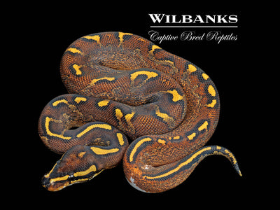 Sugar Super Asphalt Ball Python ♀ '25