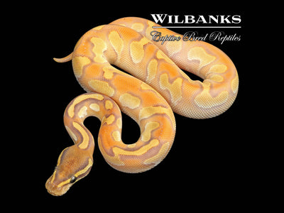 Blackhead Orange Crush Butter Enchi Yellow Belly Ball Python ♀ '25