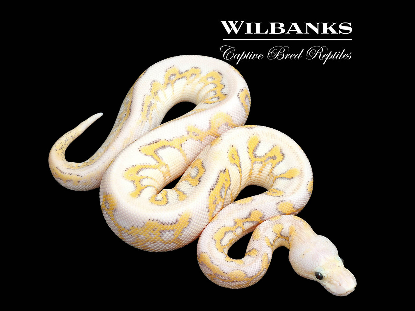 Super Gravel Super Pastel Clown Ball Python ♀ '25