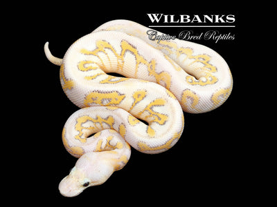 Super Gravel Super Pastel Clown Ball Python ♀ '25