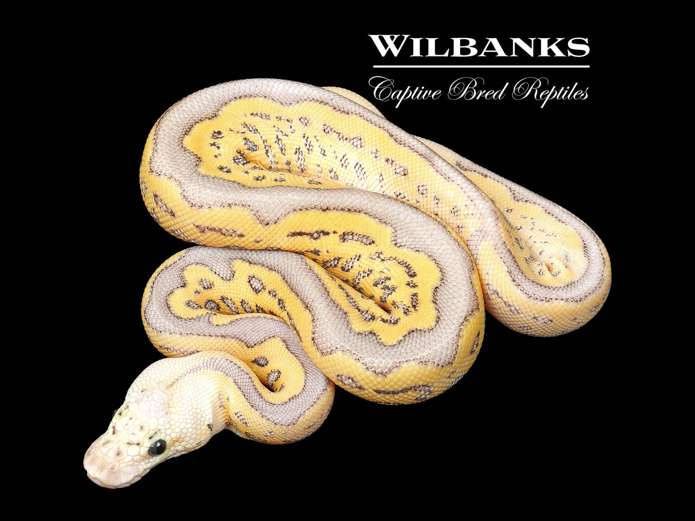 Leopard Gravel Super Pastel Clown Ball Python ♀ '25