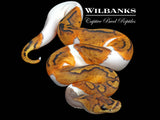 Clown Pied Ball Python ♀ '26