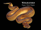 Blackhead Enchi Clown Ball Python ♀ '26