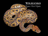 GHI Clown Ball Python ♀ '26