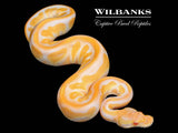 Black Pastel Blackhead Albino Leopard Enchi Ball Python ♀ '26