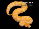Lavender Albino Enchi 100% Het. Pied Ball Python ♀ '26