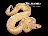 Banana 100% Het. Sunset Ball Python ♀ '26
