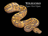 Fire Acid Yellow Belly Orange Crush Ball Python ♂ '26