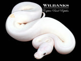 Banana Super Fire Ball Python ♂ '26