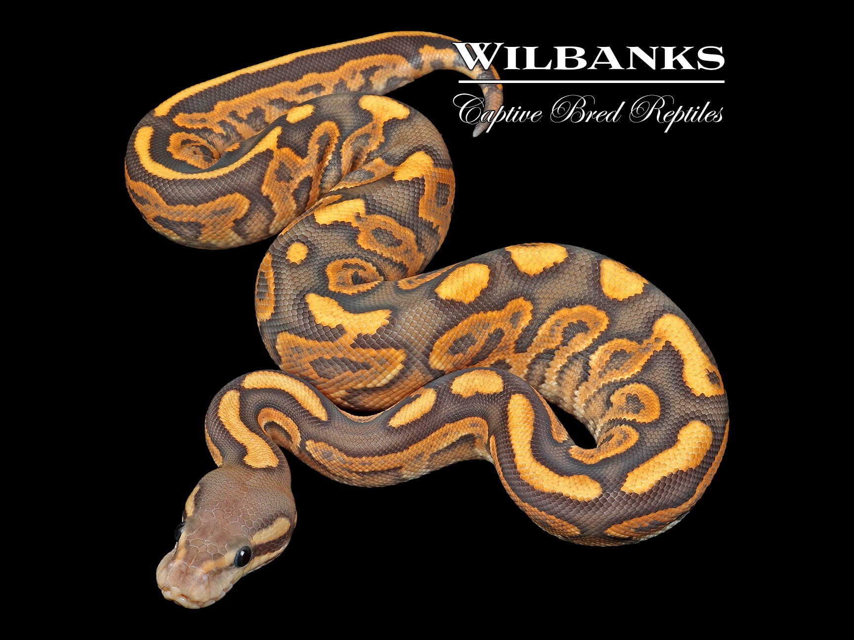 Orange Crush Black Pastel Fire Ball Python ♀ '26 – Wilbanks