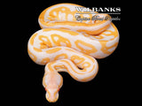 Black Pastel Leopard Albino Ball Python ♀ '26