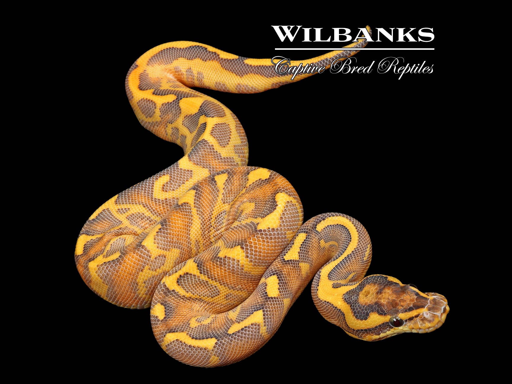 Leopard Enchi Highway Ball Python ♀ '26 – Wilbanks Captive Bred