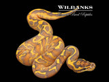 Leopard Enchi Highway Ball Python ♀ '26