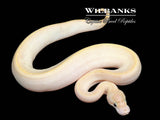 Ivory Ball Python ♀ '26