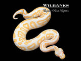 Black Pastel Albino Ball Python ♀ '26