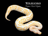 Black Pastel Albino Ball Python ♂ '26