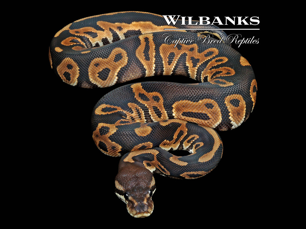 Leopard Cinnamon Ball Python ♀ '26 – Wilbanks Captive Bred Reptiles