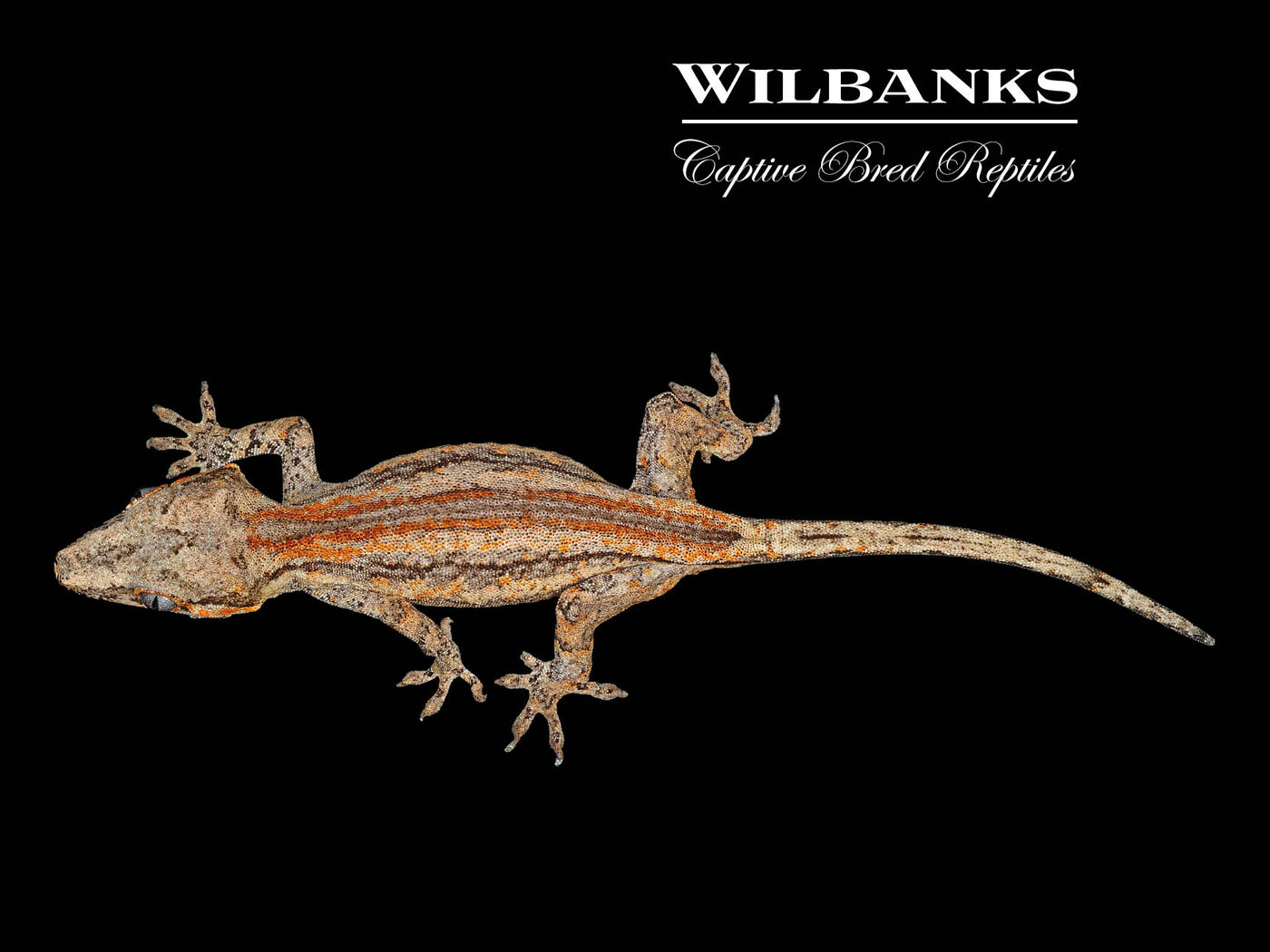 Orange Striped Gargoyle Gecko '24