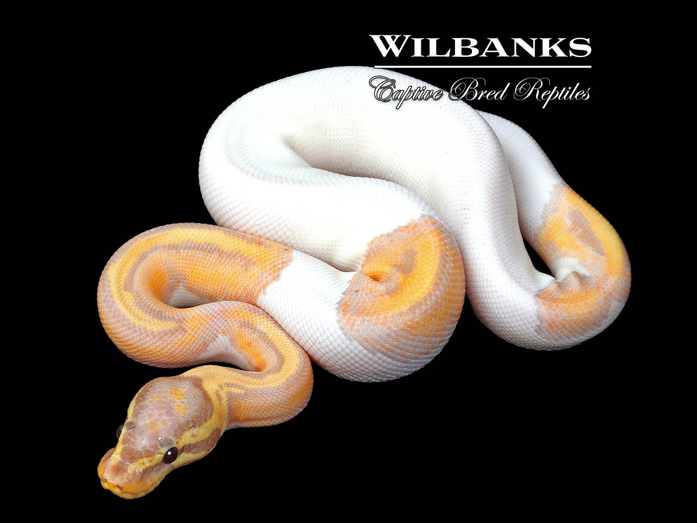 Banana Pied Ball Python ♂ '25