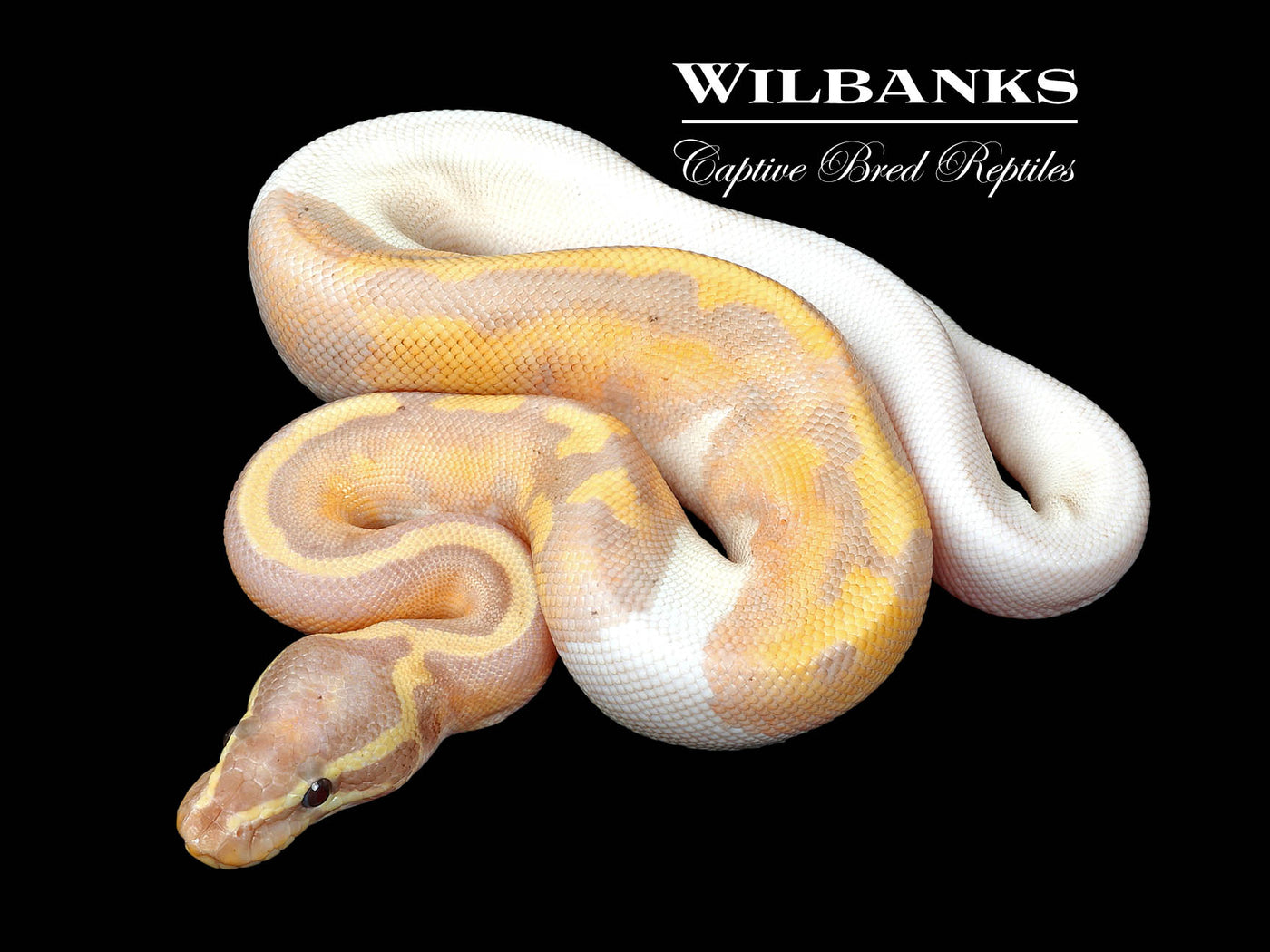 Banana Pied Ball Python ♂ '25