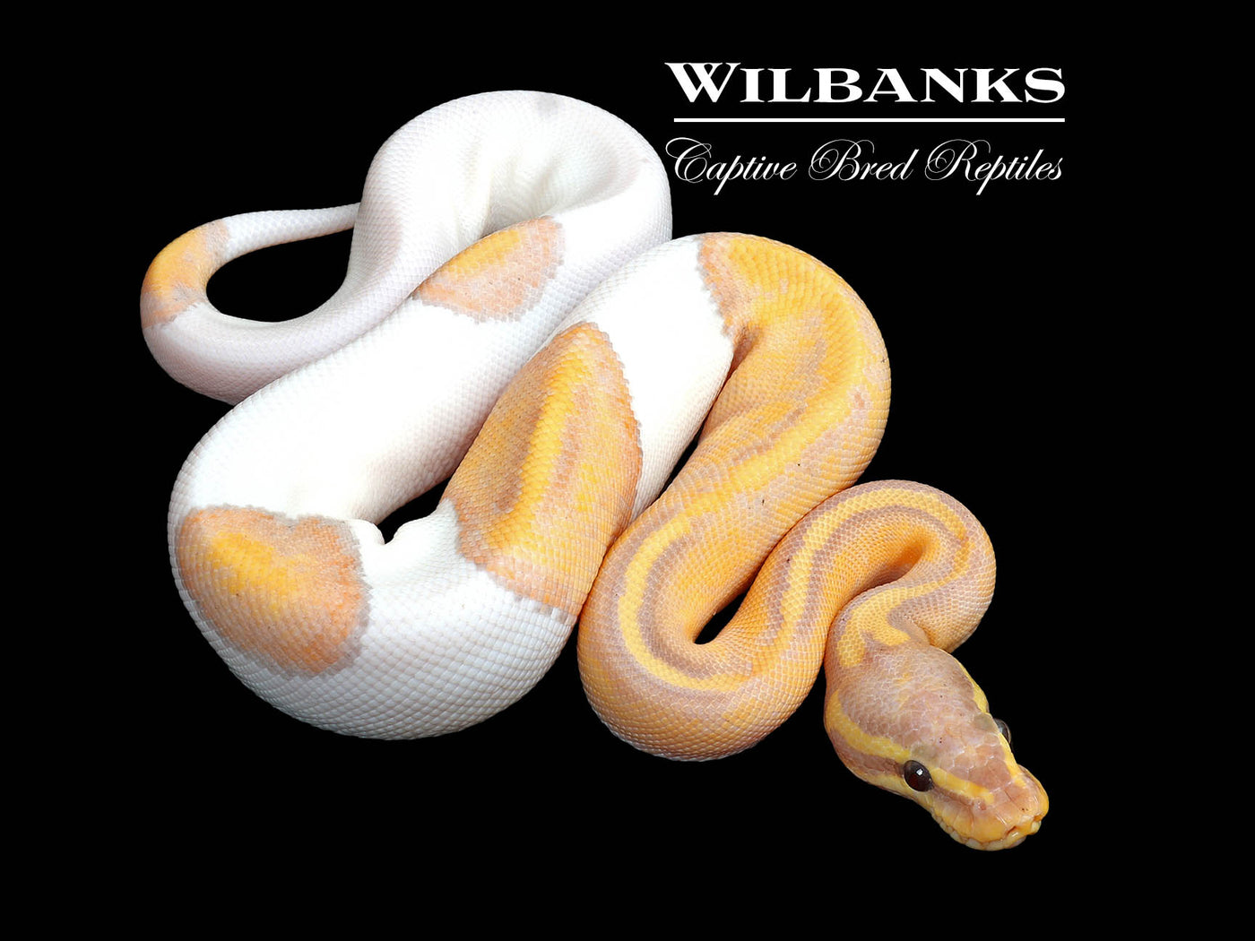 Banana Mahogany Pied Ball Python ♂ '25
