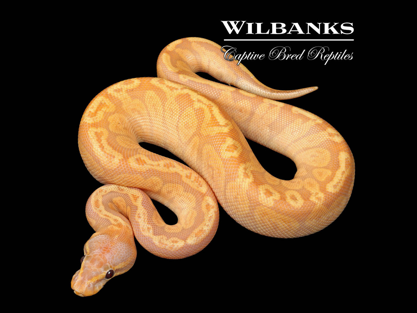 Banana Sunset Ball Python ♂ '25
