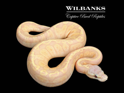 Banana Sunset Pastel Ball Python ♀ '25