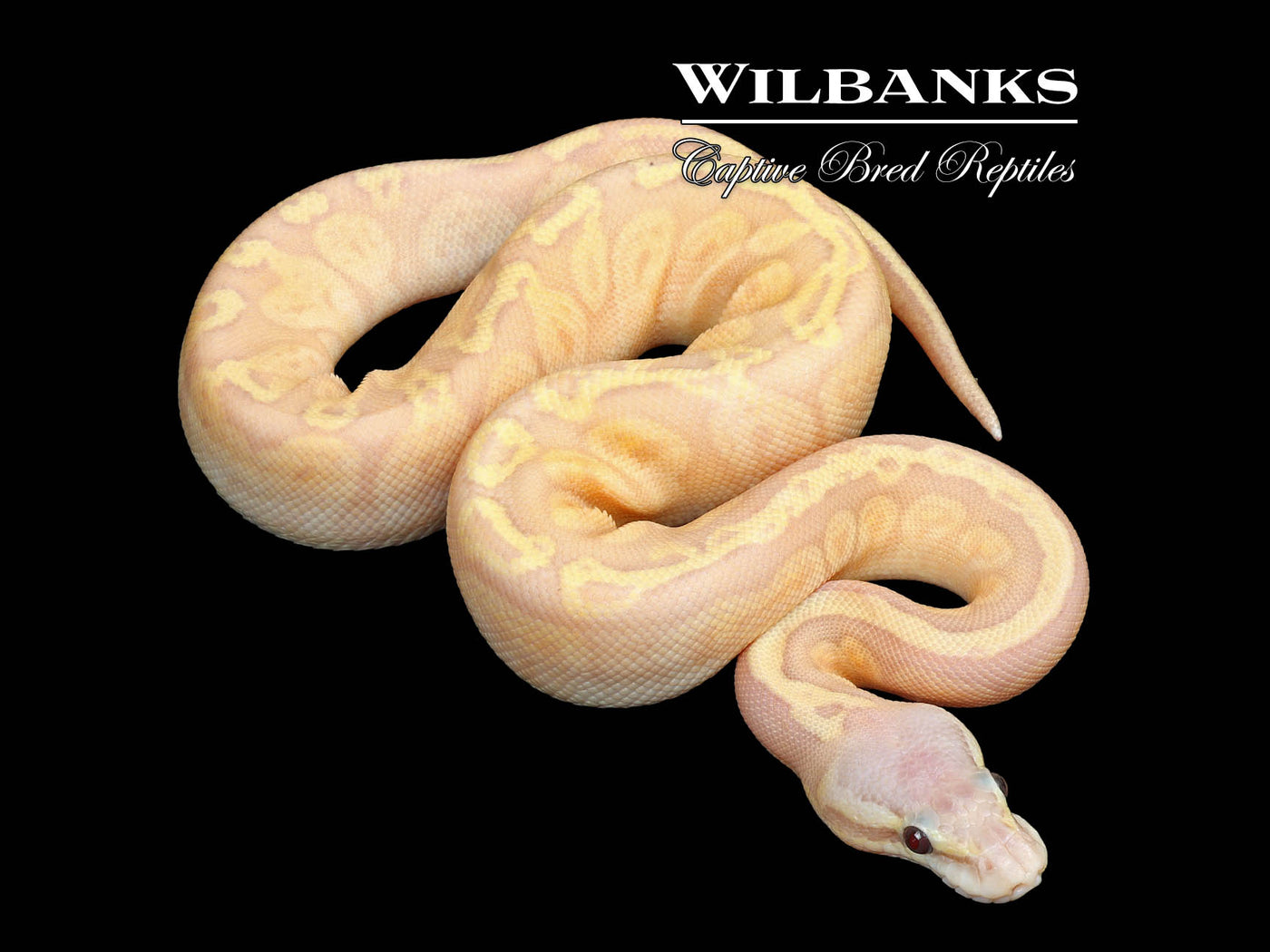 Banana Sunset Pastel Ball Python ♀ '25