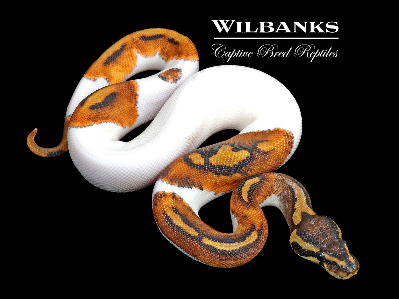 Pied 100% Het. Lavender Albino Ball Python ♀ '25