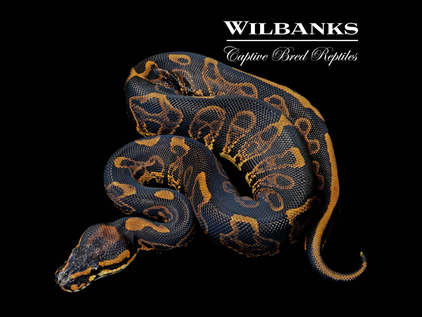Leopard Sable 100% Het. Orange Crush Ball Python ♀ '25