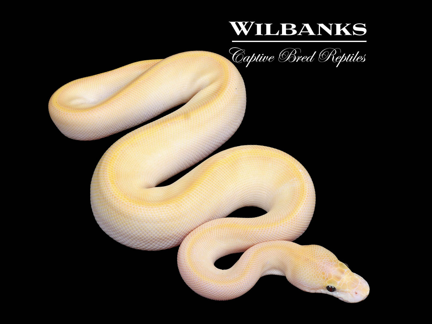 Orange Crush Enchi Ivory Ball Python ♀ '25